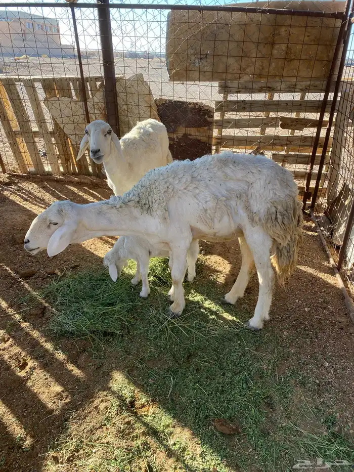 حريات 2والد وحده حايل شحم فل 0