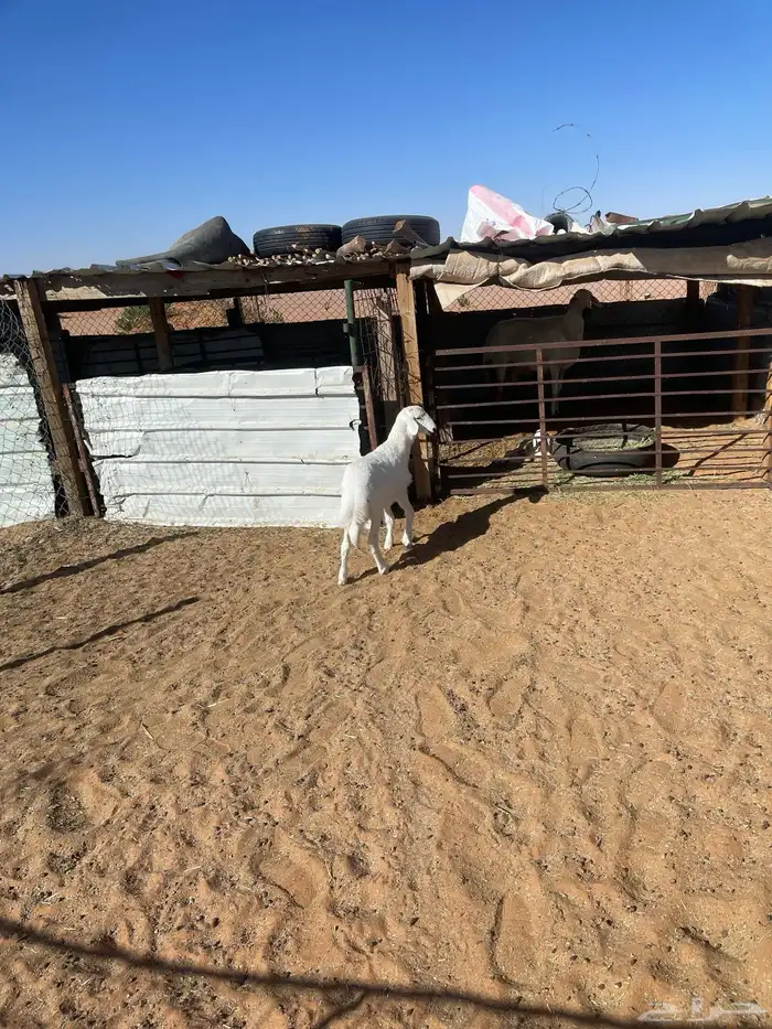 طلي حري للبيع رماح 0