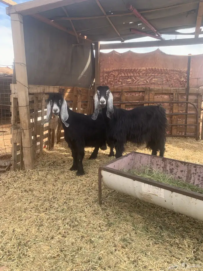 عنزين عارضيات اسداس طيبات 1