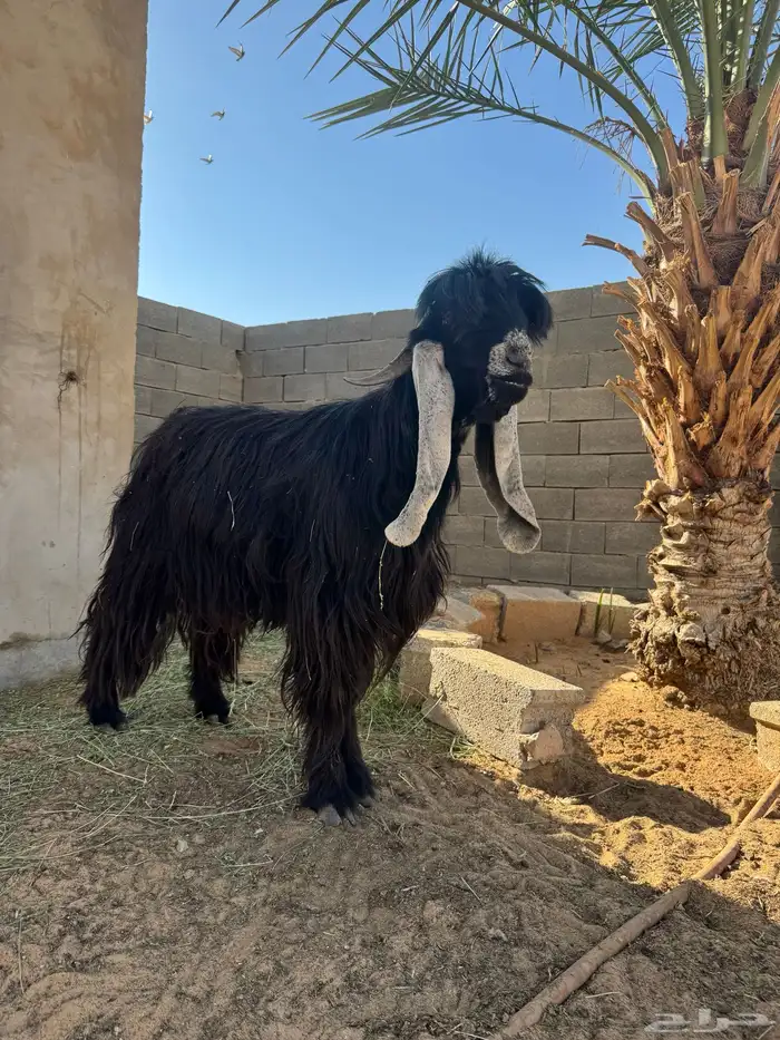 تيس عارضي فحل 1