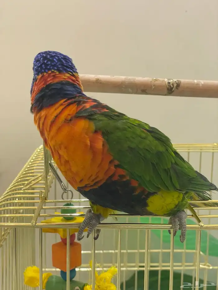 للبيع ببغاء الوري 4