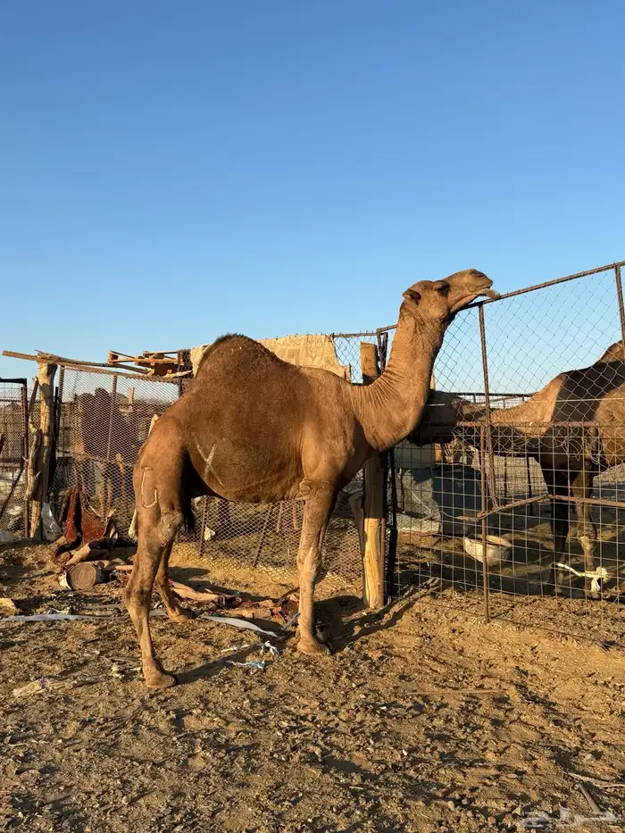 بعير حمر كايف 9