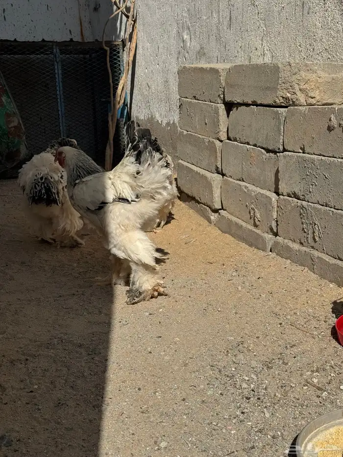 دجاج براهما 2