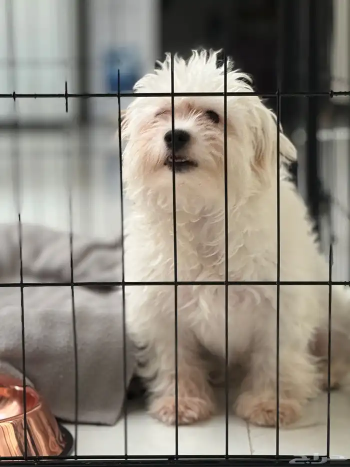 كلب مالتيز للتبني 3