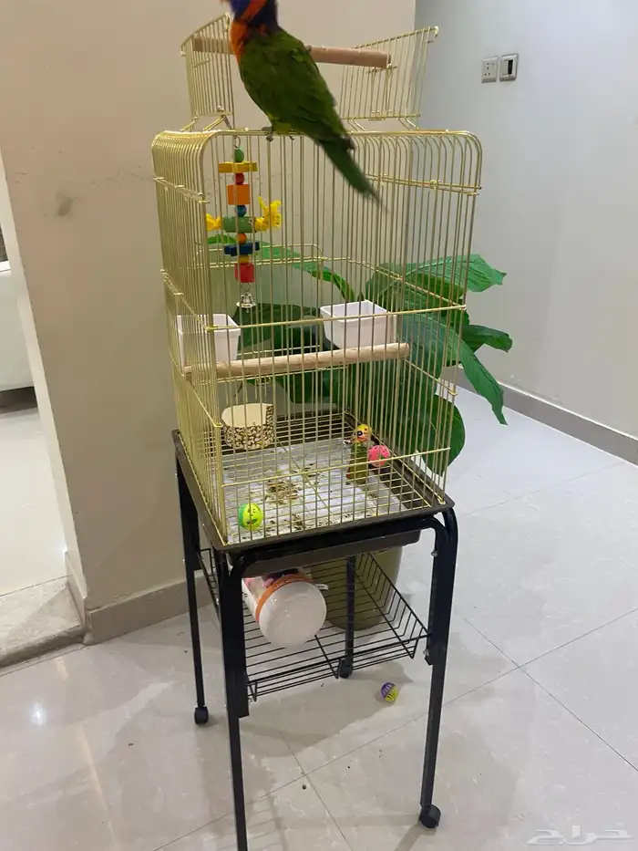 للبيع ببغاء الوري 7