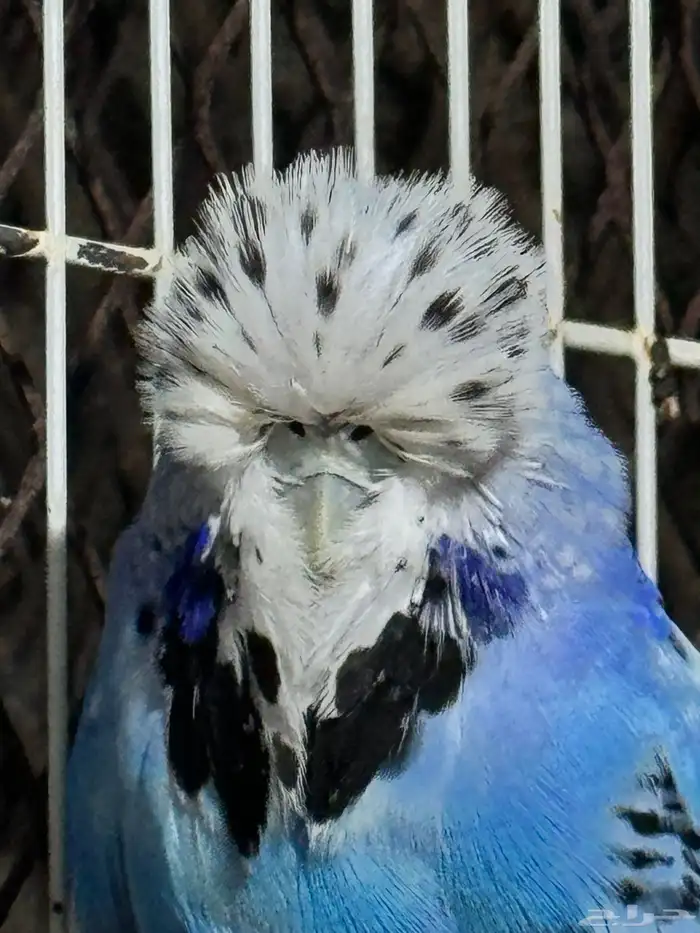 انثى بادجي انجليزي 8