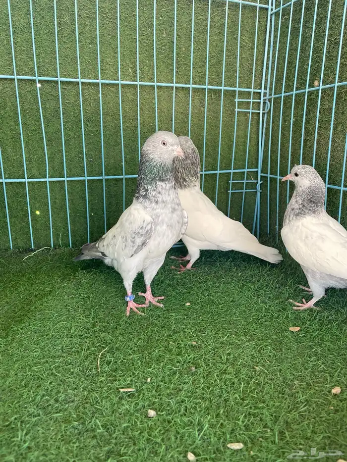 حمام باكستاني 6