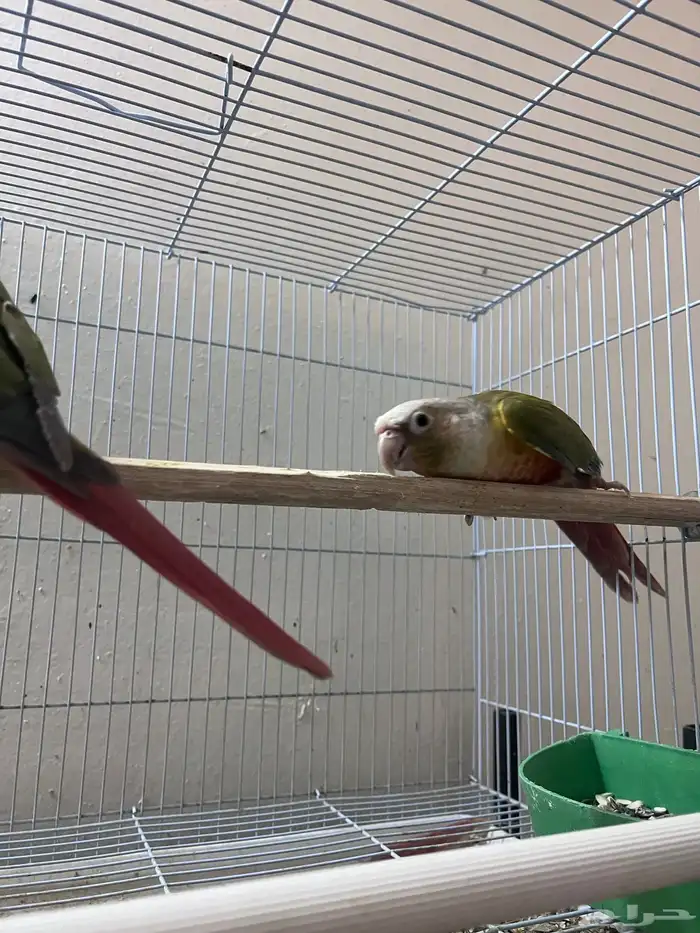 كنيور للبيع واغراض مطير 1