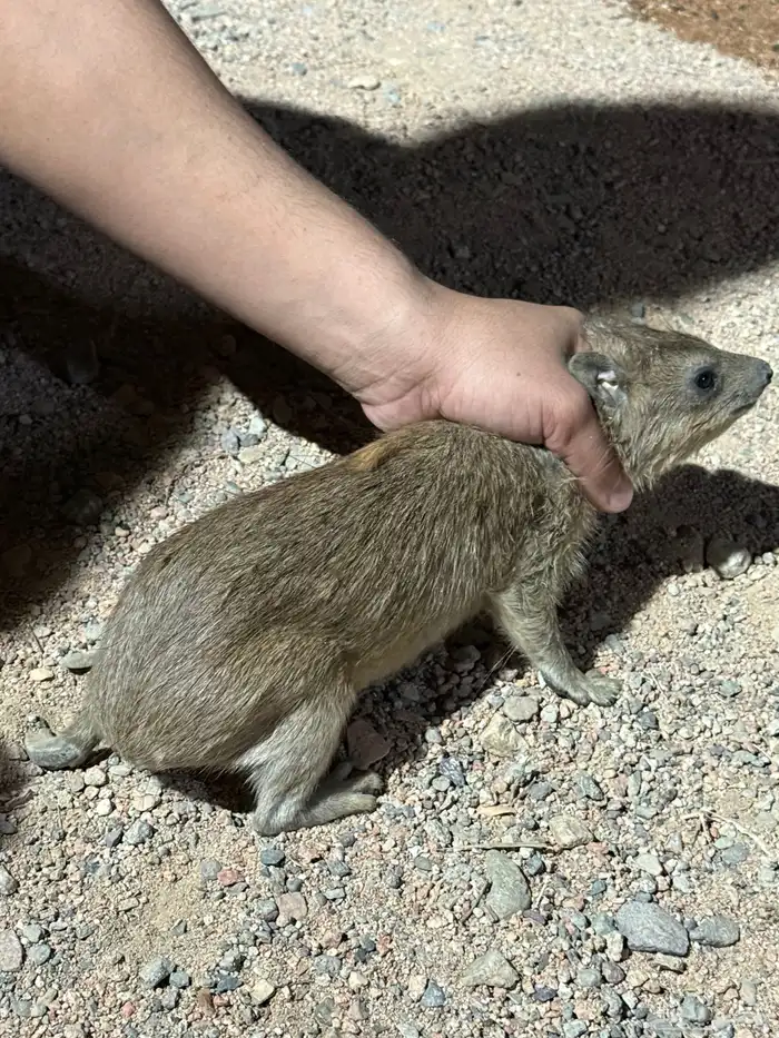 وبران للبيع ذكرين و ثلاث اناثي اعمارهم 8شهور 12