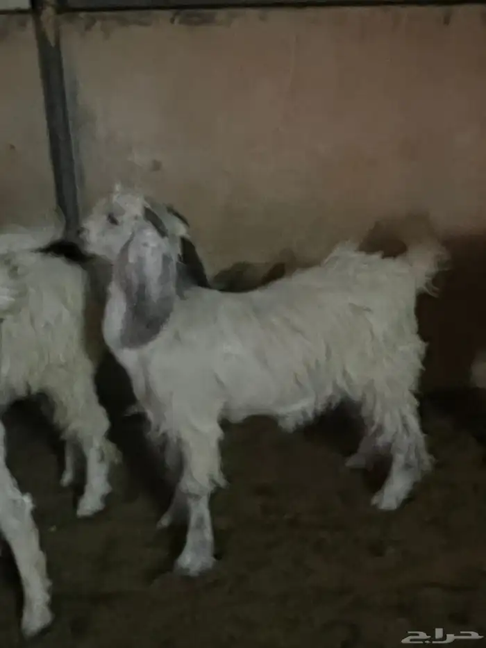 جفراء العمر 6 شهور 2