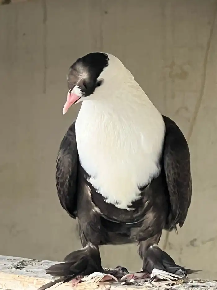 حمام لبناني شخشرلي 0