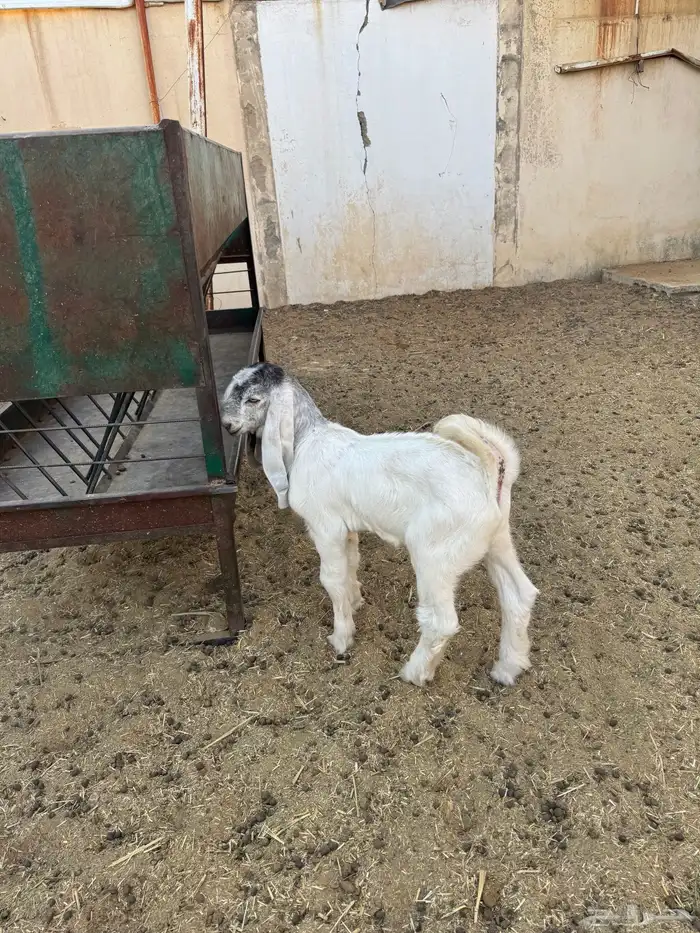 عنز متبع المزاحمية 2