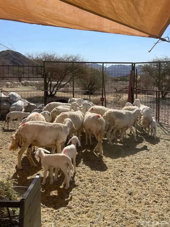 ضان ( تم البيع ) 4