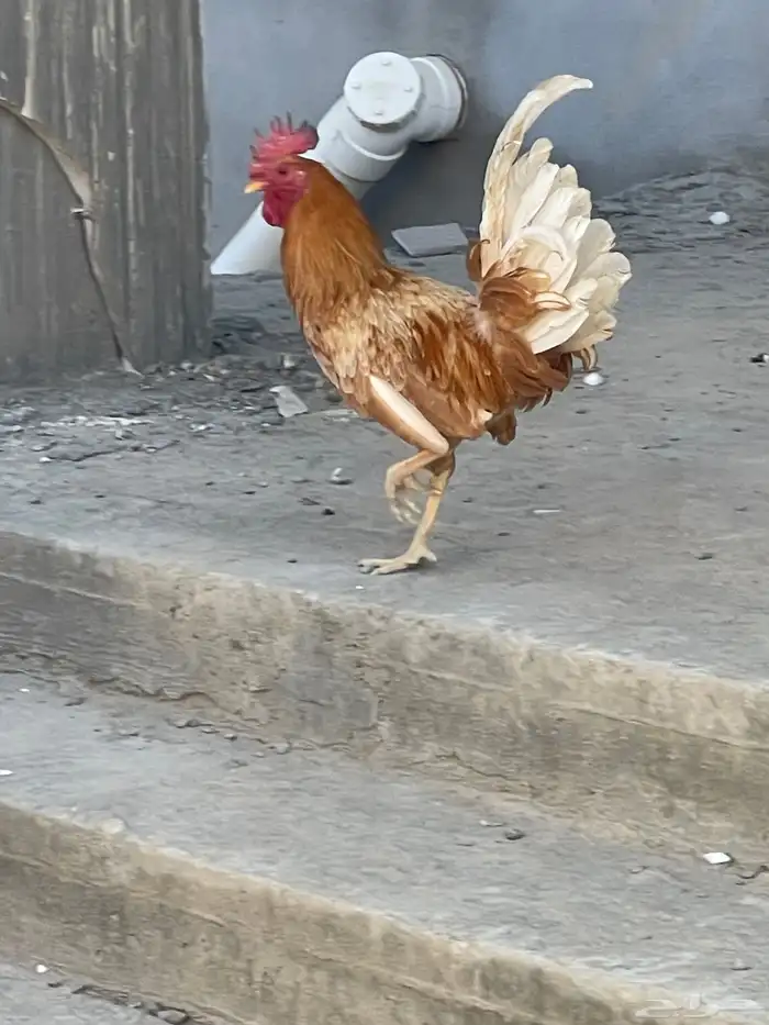 ديك ترثيات للبيع 2