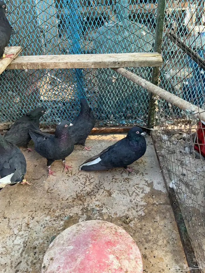 قطايف للبيع 1