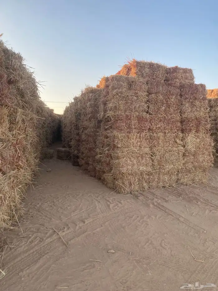 ذرا جزنيه حمرا للبيع 2