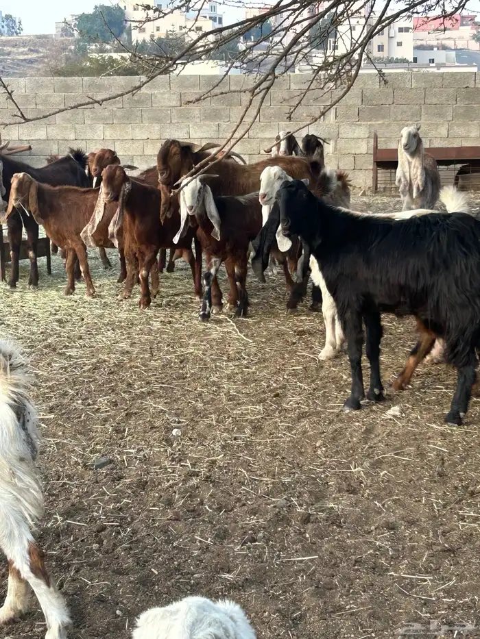 معزا مطوره فاخره 0