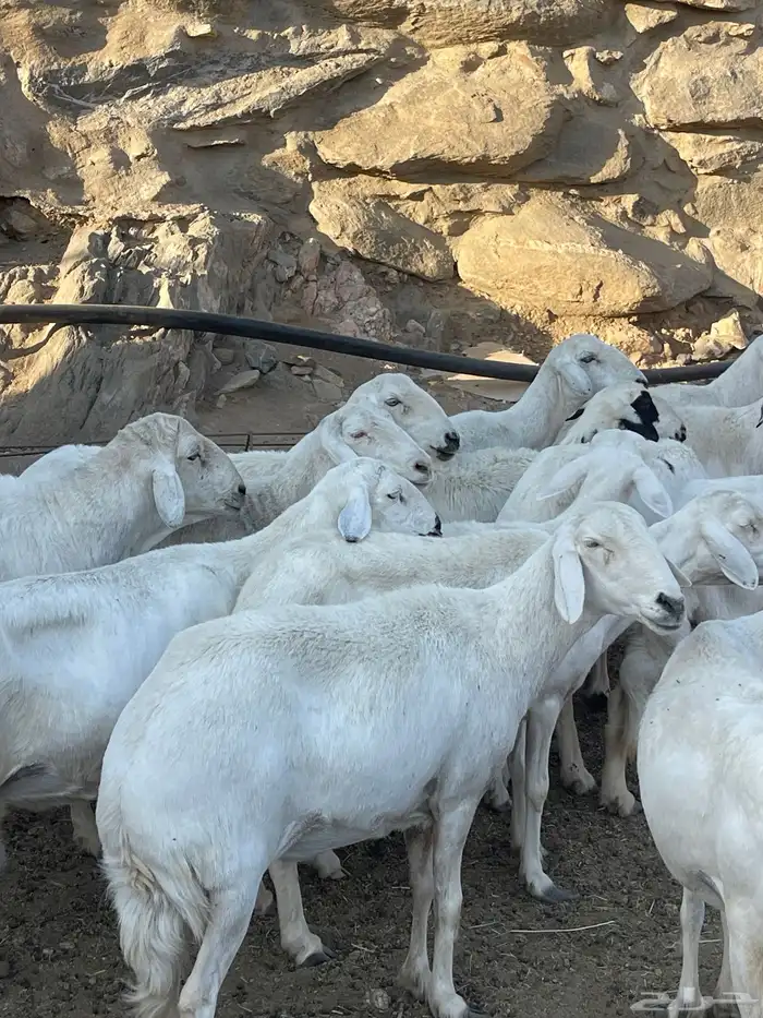 ضان دفع بفحلها شعره قصيره للبيع عدد 13 3