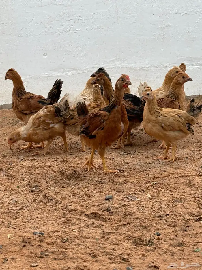 صوص دجاج امريكي هجين 4