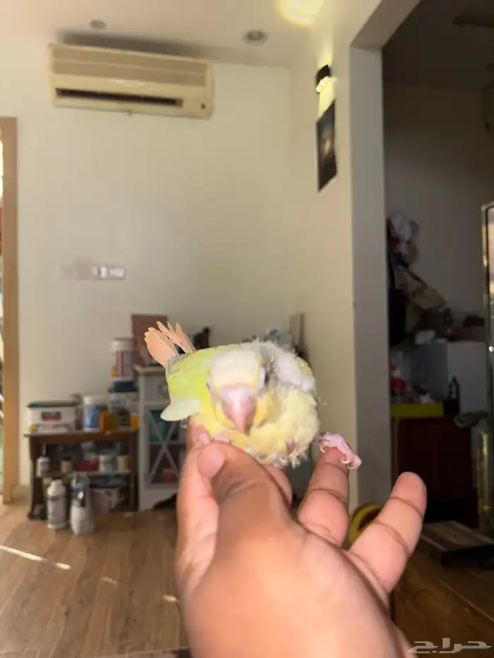 فرخ مون شيك 1