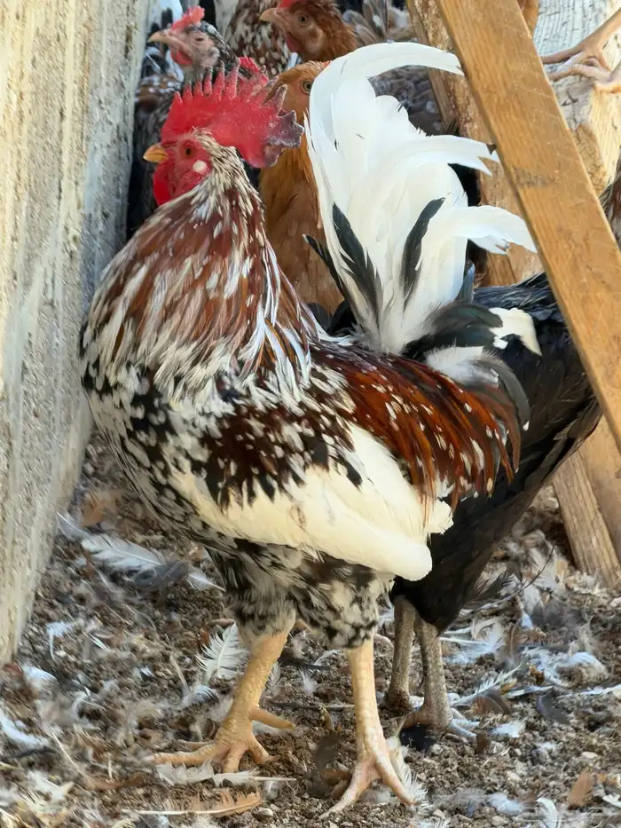 دجاج ماكنتوش بياض 1