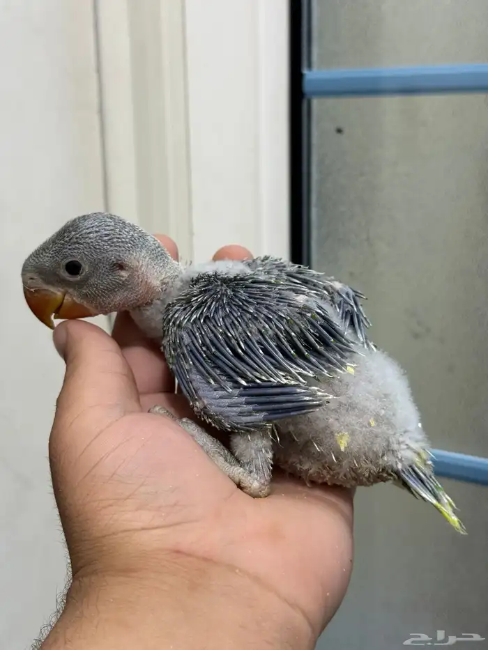 فروخ درة نيبالي غر انتاج محلي 0