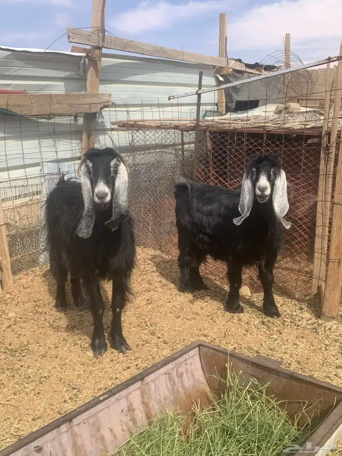 عنزين عارضيات اسداس طيبات 3