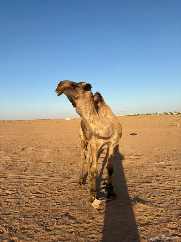 جمل اصفر للبيع 2