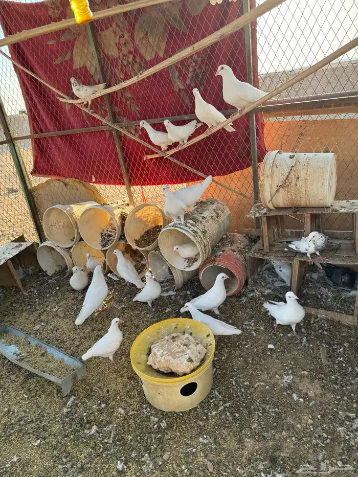 حمام للبيع وألله مدري وش نوعه لاكن موضح في الصوره 0