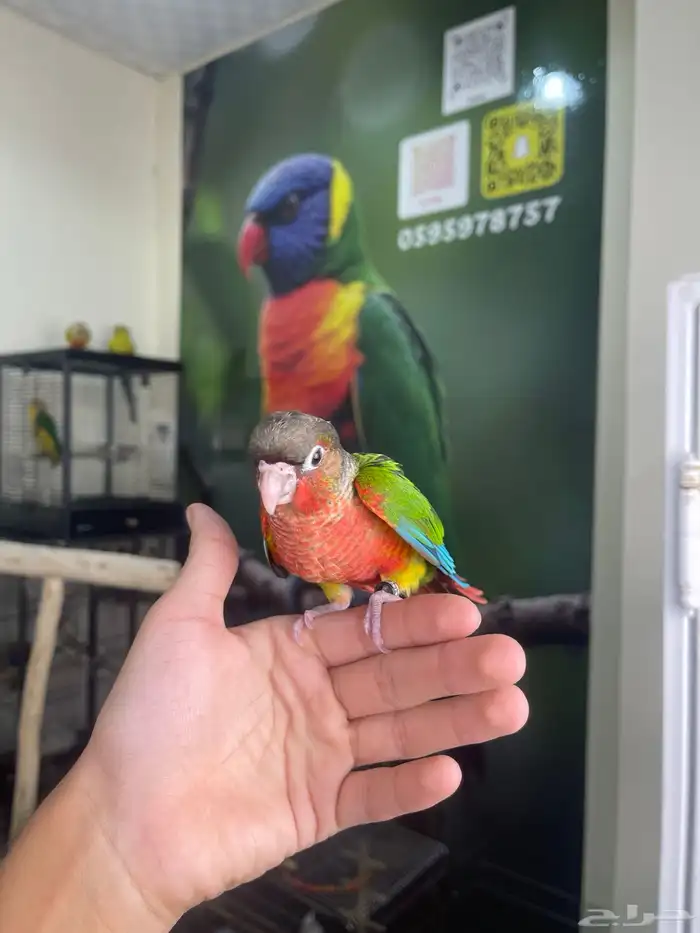 كنيور يلوسايد دبل رد فاكتور 7