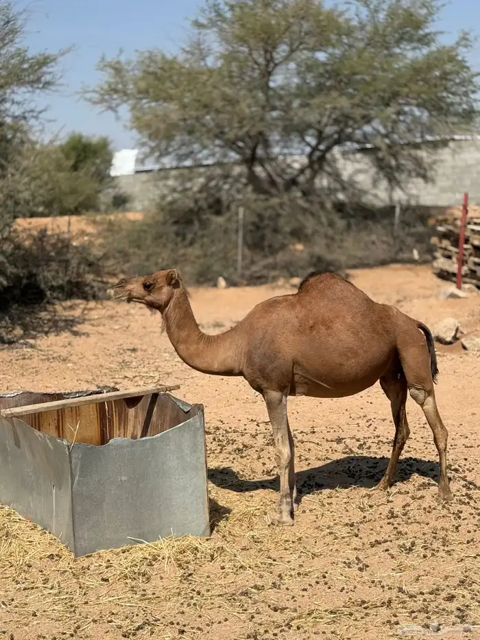 ناقه ساحليه لقحه 2