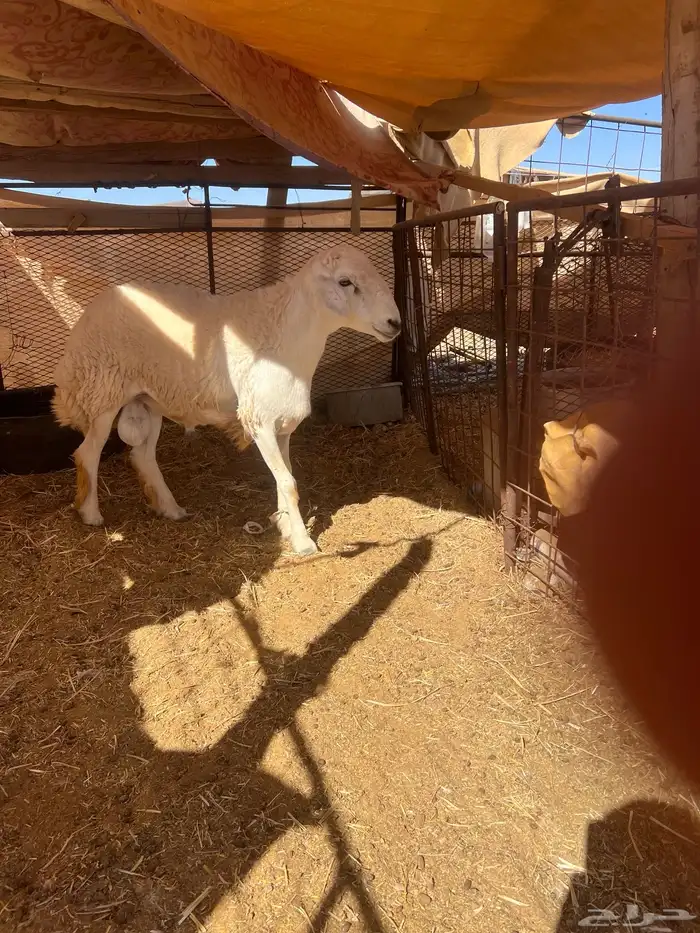 فحل حري للبيع 1