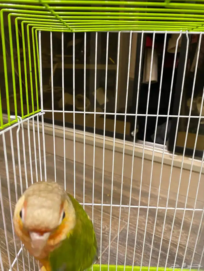 كنيور انناس دبل رد فاكتوري 3