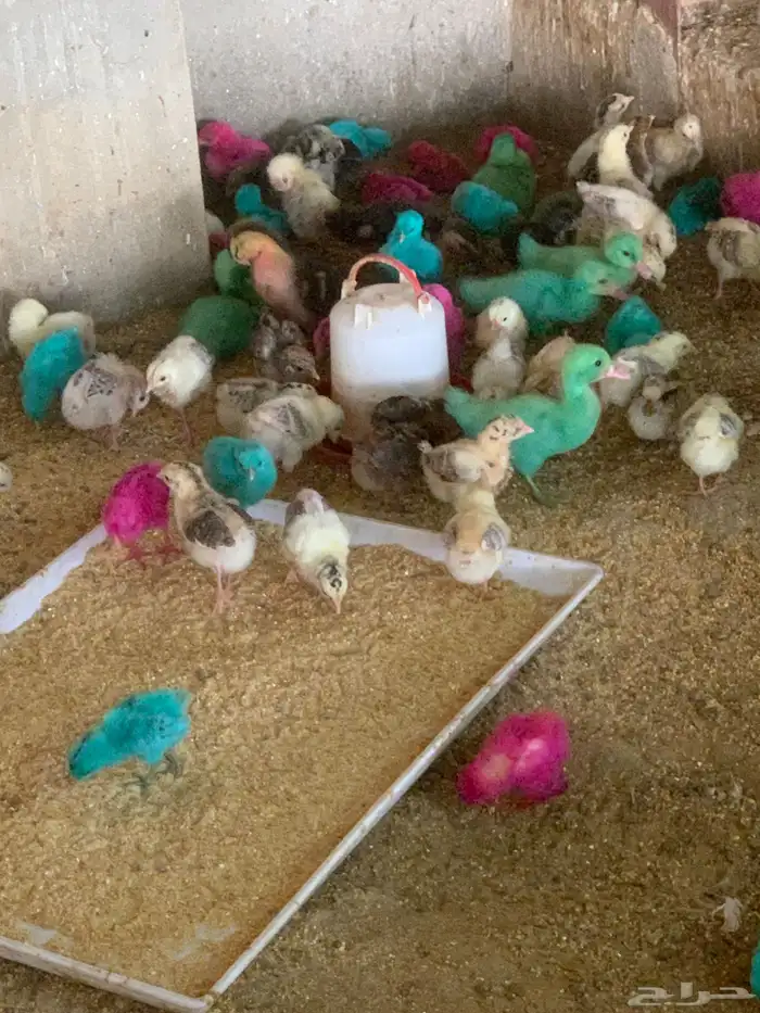 ارنب بلدي  وفرنسي 6