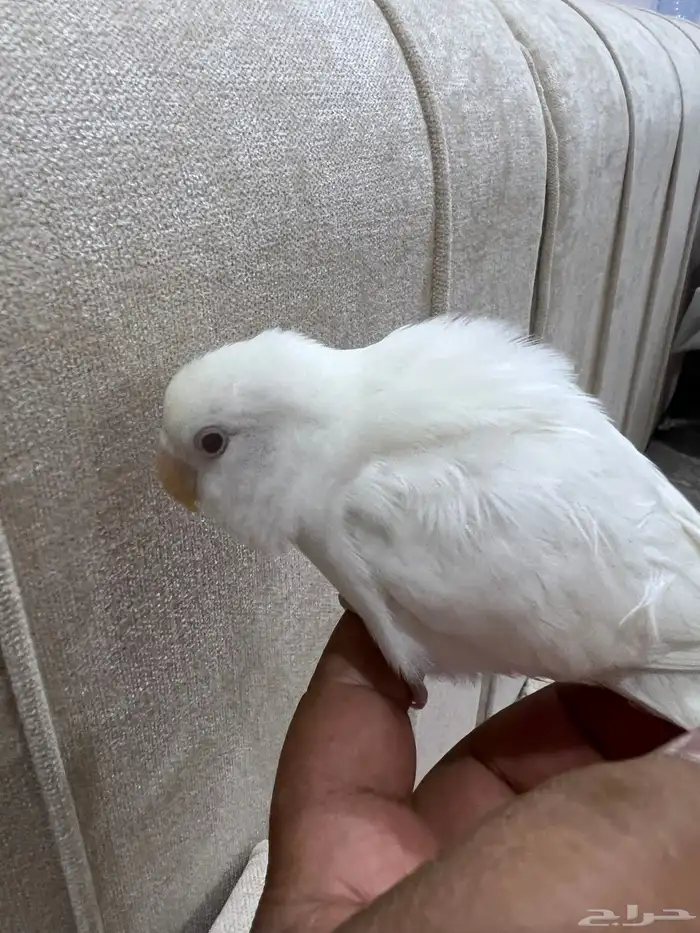 طيور طير روز الروز البينو هدد 2