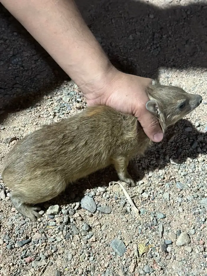 وبران للبيع ذكرين و ثلاث اناثي اعمارهم 8شهور 8