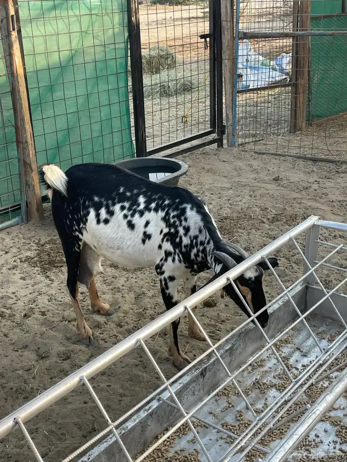 ماشاء الله تبارك الله عنز محايله سديس للبيع معها اثنين 1