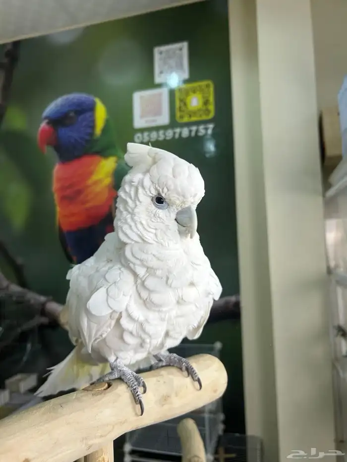 كوكاتو ديكروب اليف ومتكلم 1