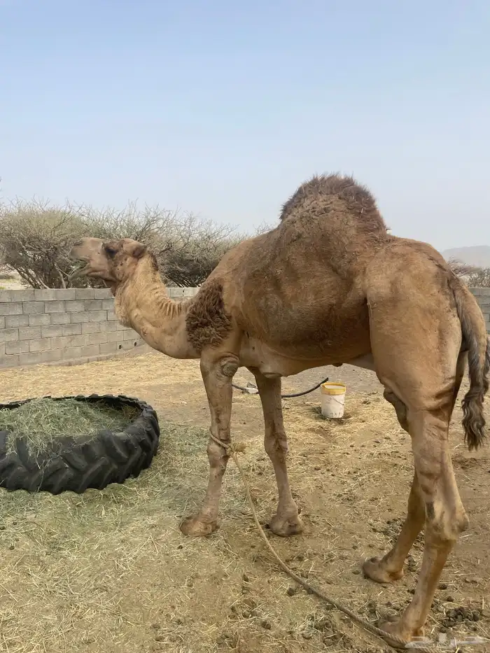 بعير ارك حمر طبعه زين وانتاجه زين وكل شي فيه شرط 2