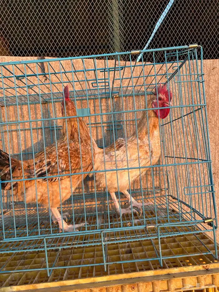 ديوك تركيه مستوى تب وأحجام تب 1