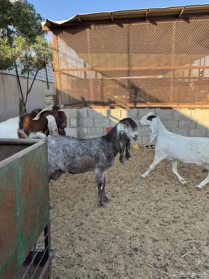 عنز متبع المزاحمية 0