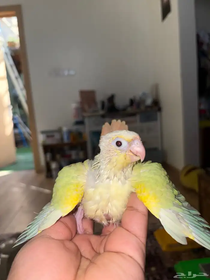 فرخ مون شيك 3