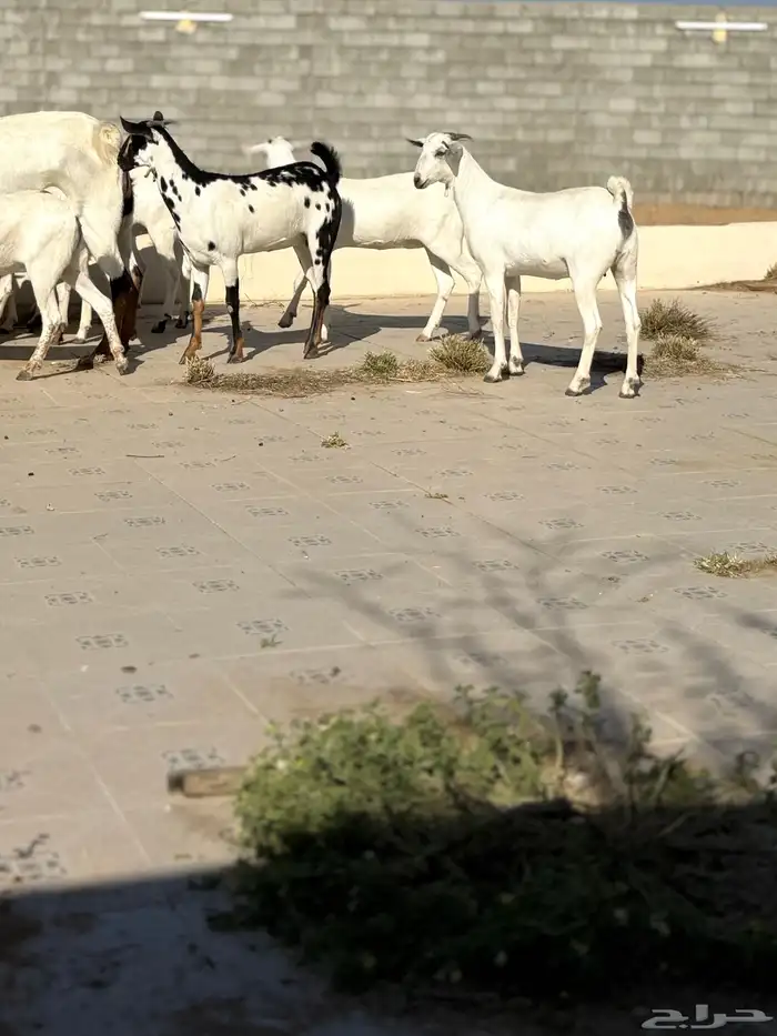 جفرات بيشيه 10