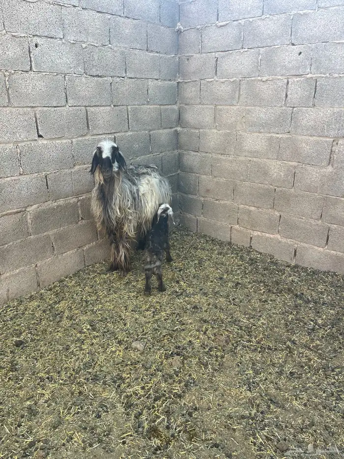 شاة حمراء دغما معها رخل عمرها تقريبا  اسبوع سنها رباع 0