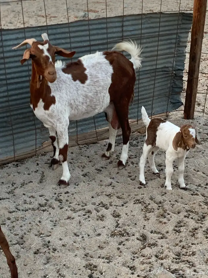 للبيع معزا دهم ومرخ جنوبيه 4