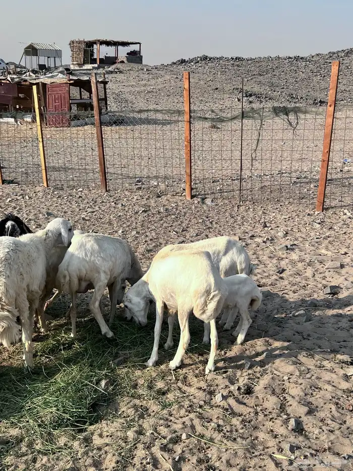 رفيديات مواليد ودفع 7