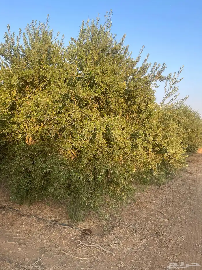 اشجار زيتون 2