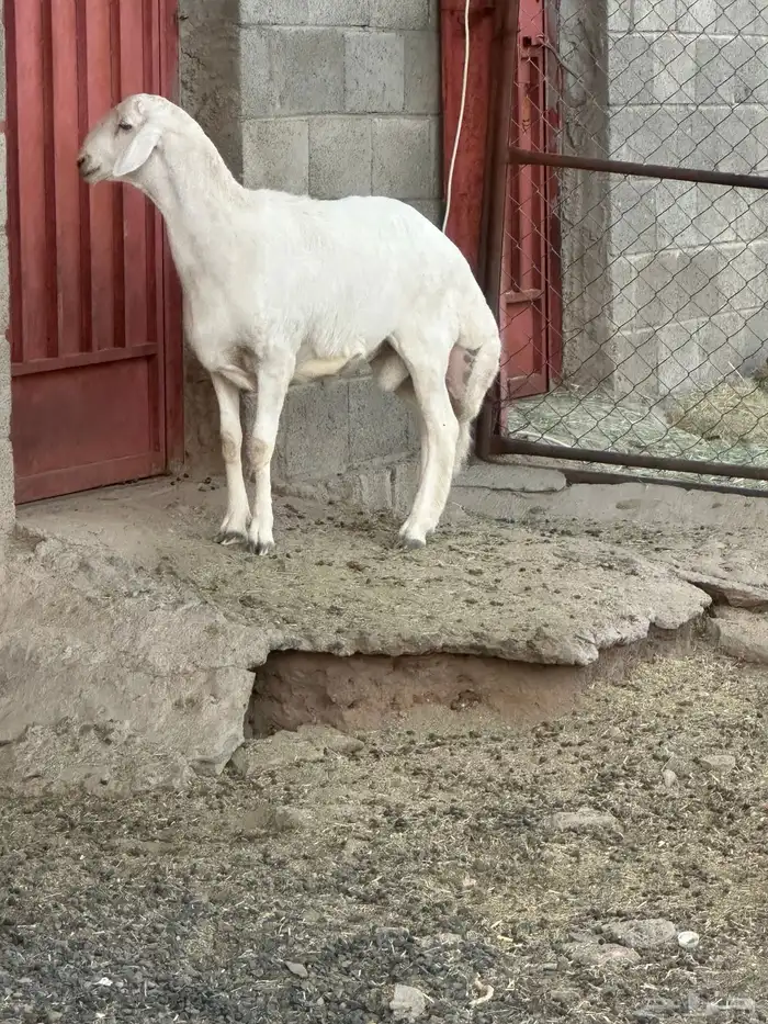 مشروع فحل 1 6