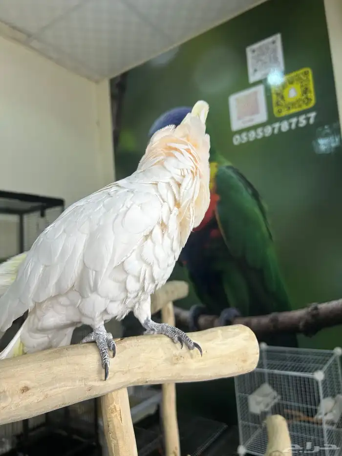 كوكاتو ديكروب اليف ومتكلم 5