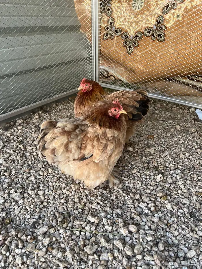 طقم دجاج كوشن الوان جميلة تم البيع الله يبارك للجميع 1